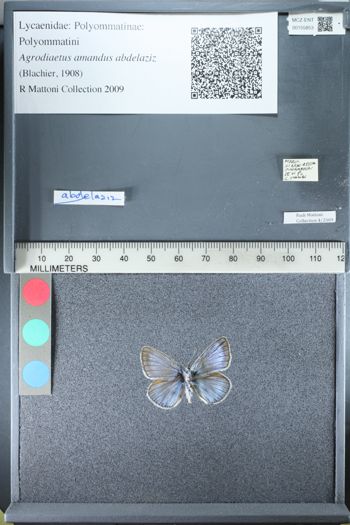 Media type: image;   Entomology 155853
